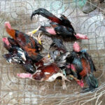 C1 Cockfighting at Hello88 – The place to indulge your passion in high stakes rooster fighting