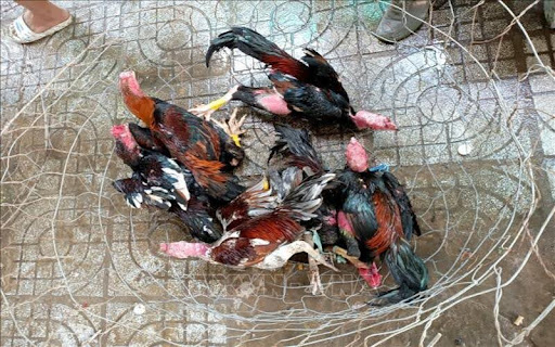C1 Cockfighting at Hello88 – The place to indulge your passion in high stakes rooster fighting