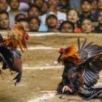 Hello88 Live Cockfighting – Thrilling Moments