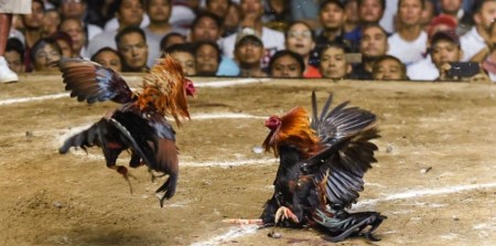 Hello88 Live Cockfighting – Thrilling Moments