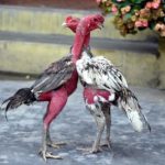 Knowing the winning strategy in cockfighting and smart betting tactics.