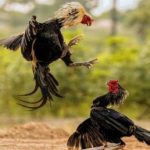 The methodological system of cockfighting betting analysis on gk88 from the biological theory to ring reality.